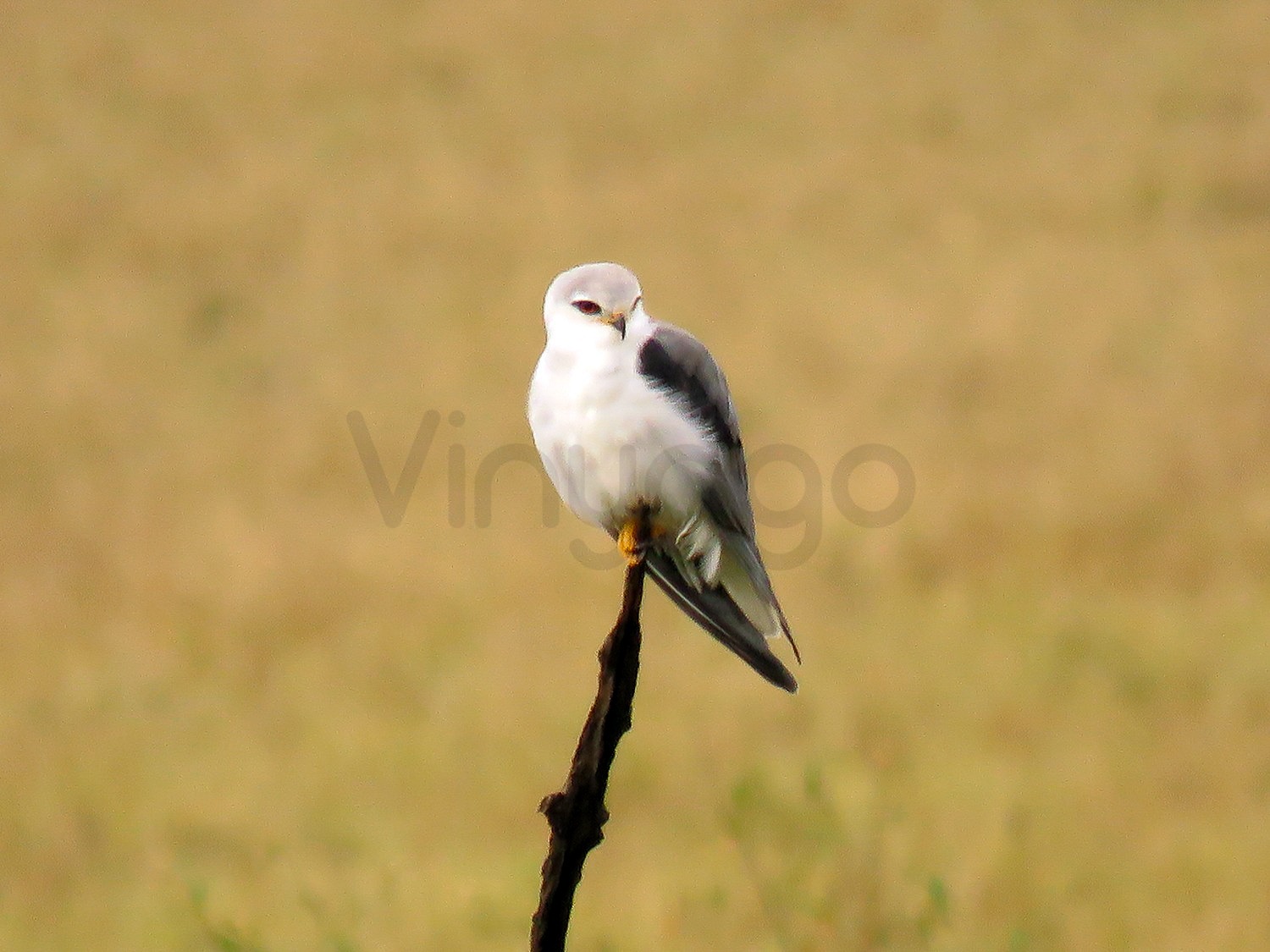 Pygmy Falcon