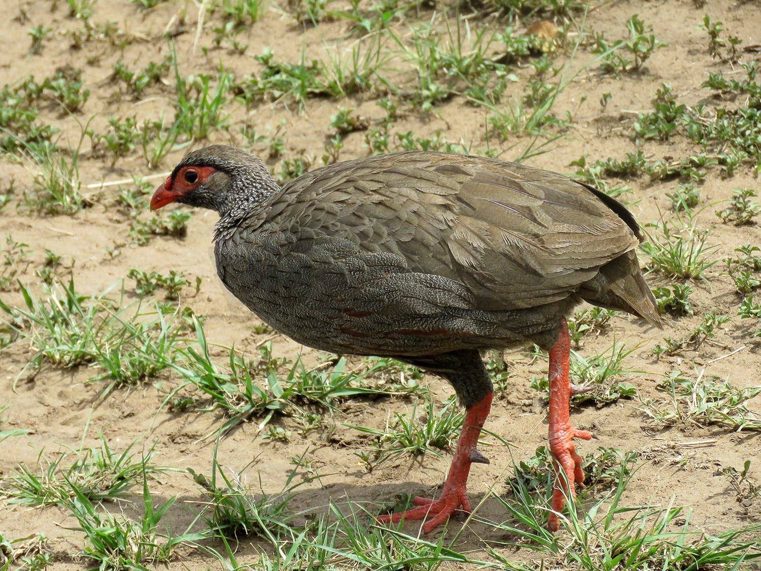 Red-necked Frankolin