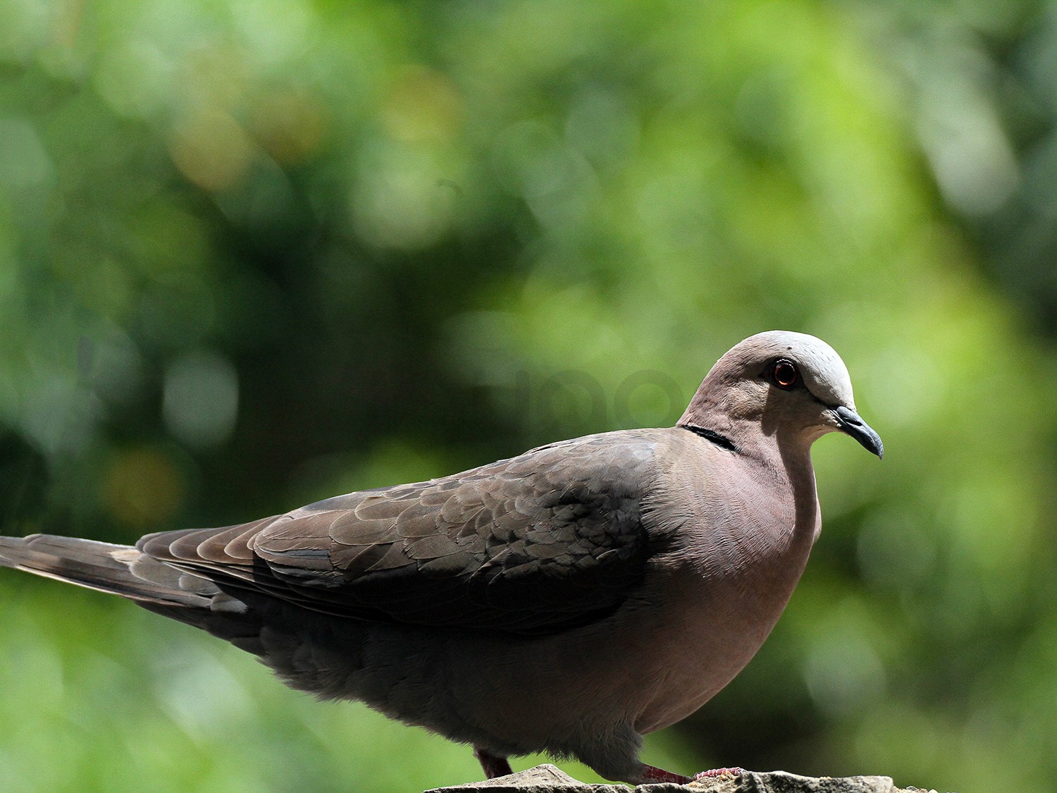 Ring Necked Dove