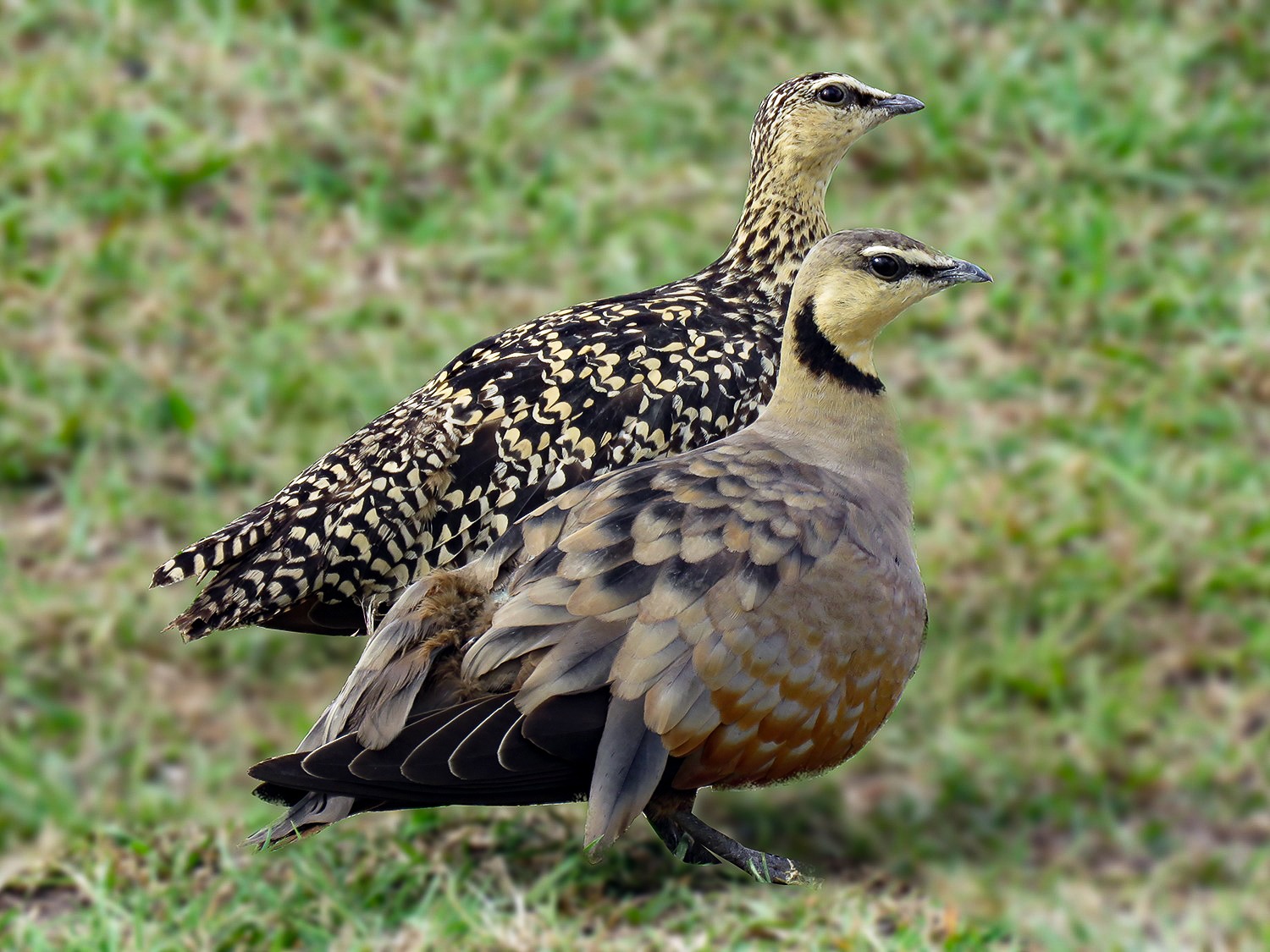 Sandgrouse