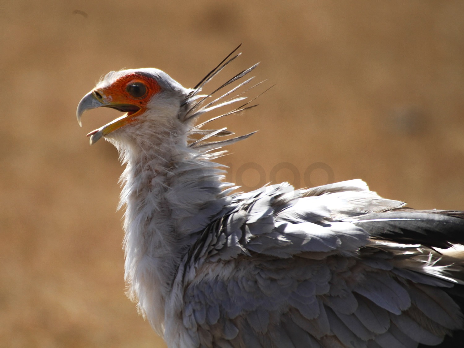 Secretary Bird