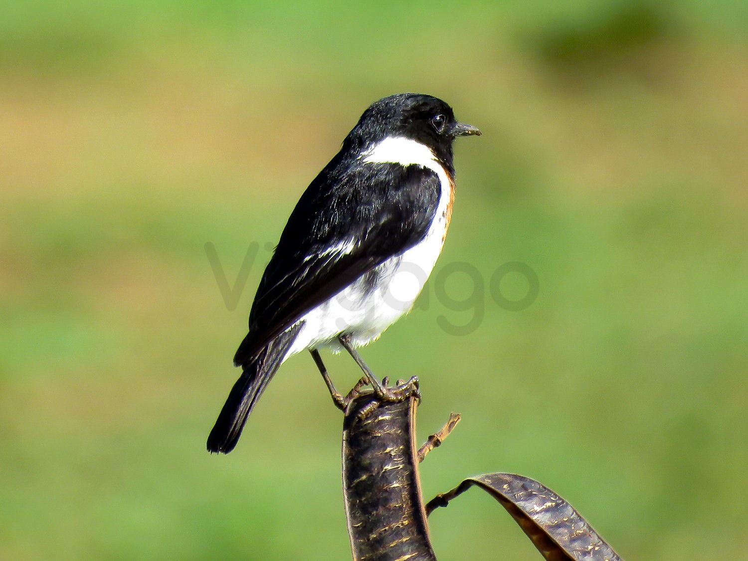 African Stonechat