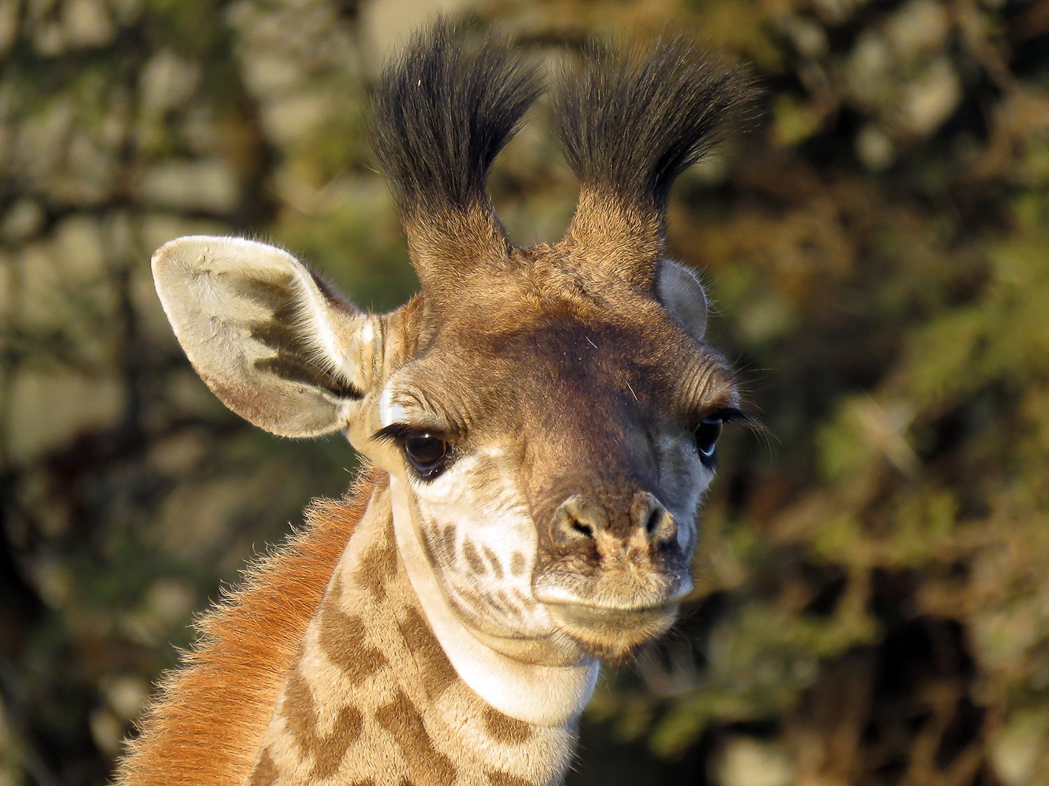 Young Maasai Giraffe