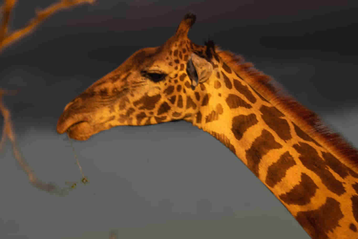 Giraffe