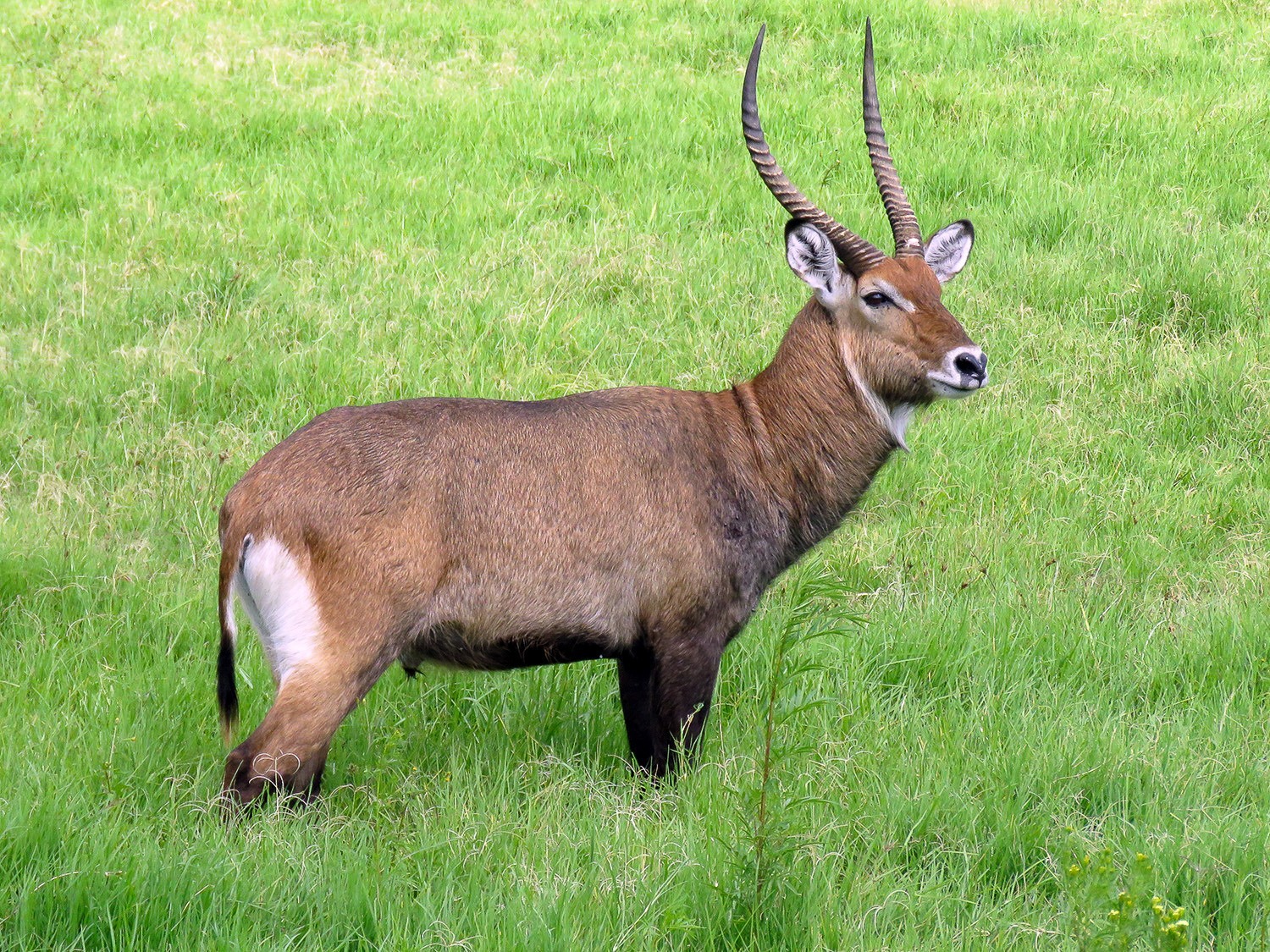 Defassa Waterbuck