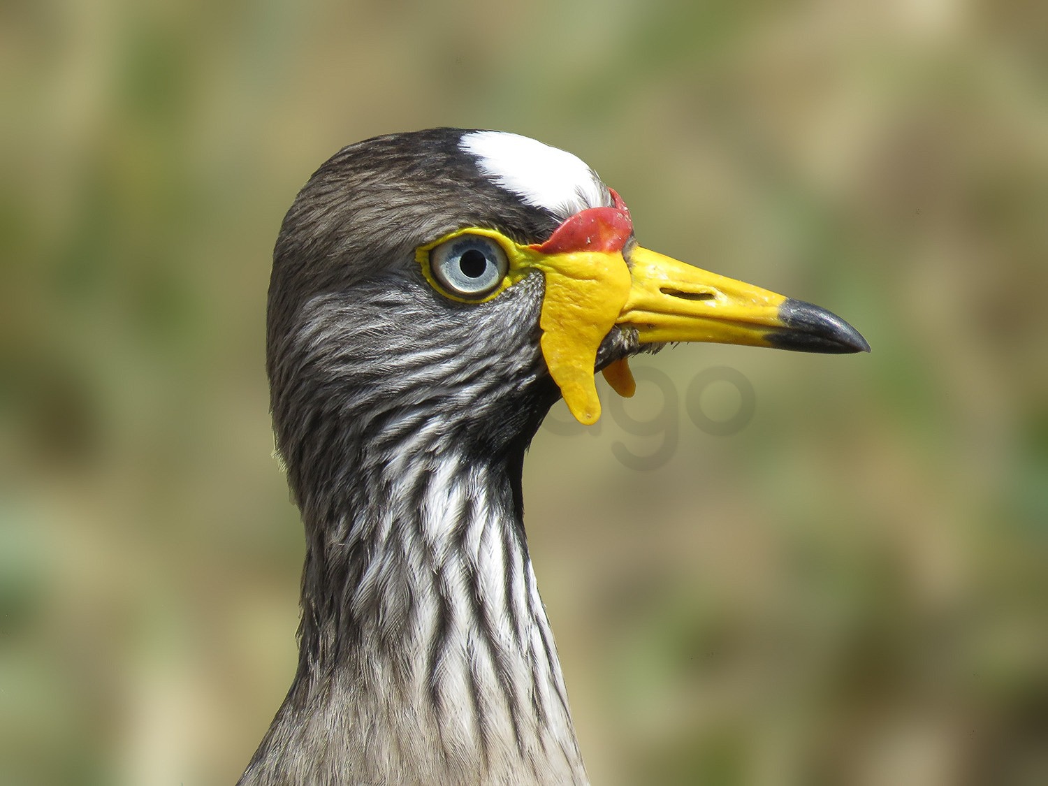 Wattled Plover