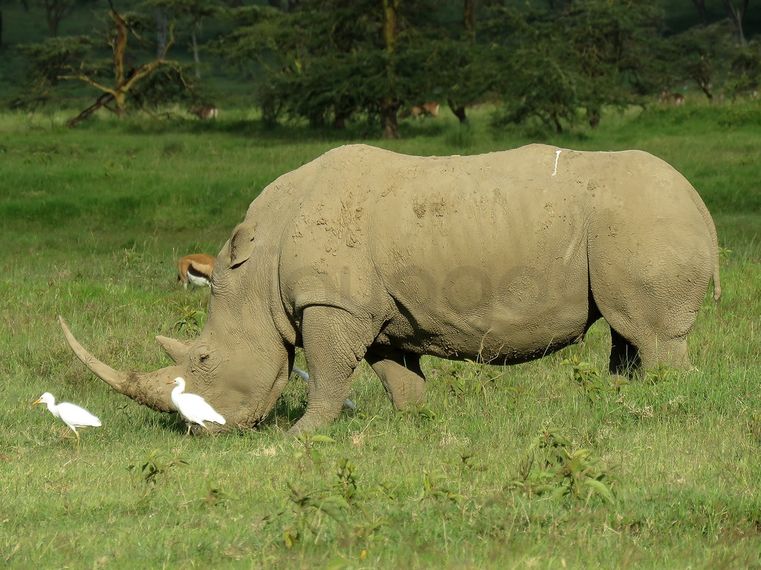 White Rhino