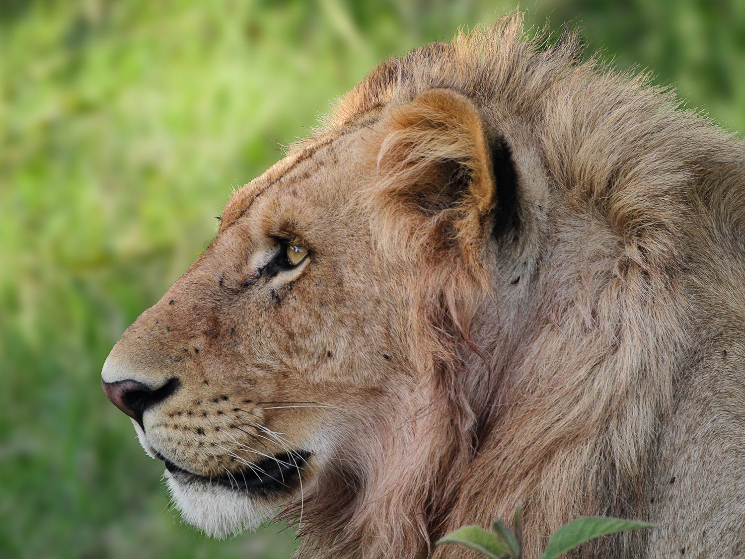 Handsome Youngster - Musiara