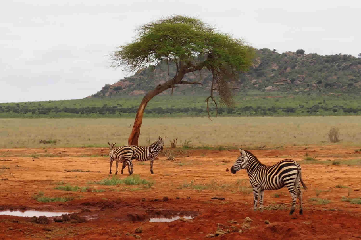Zebras