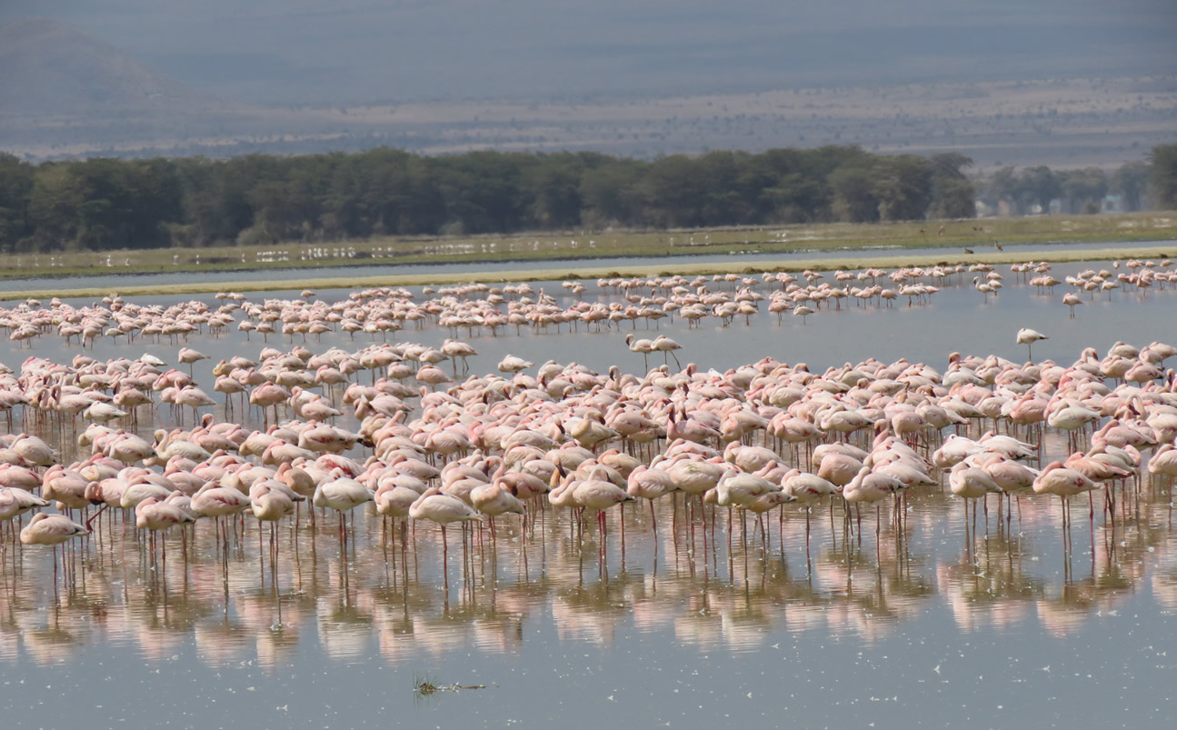 2 Day | Amboseli Safari