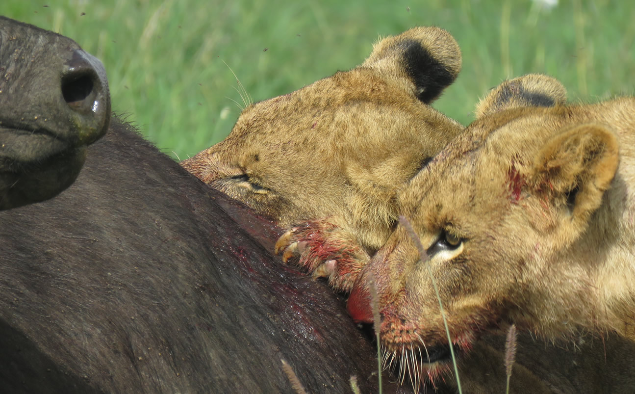 Amazing Simba Safari