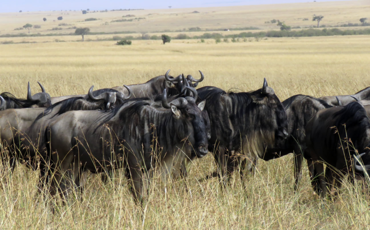 Nakuru Mara Amboseli