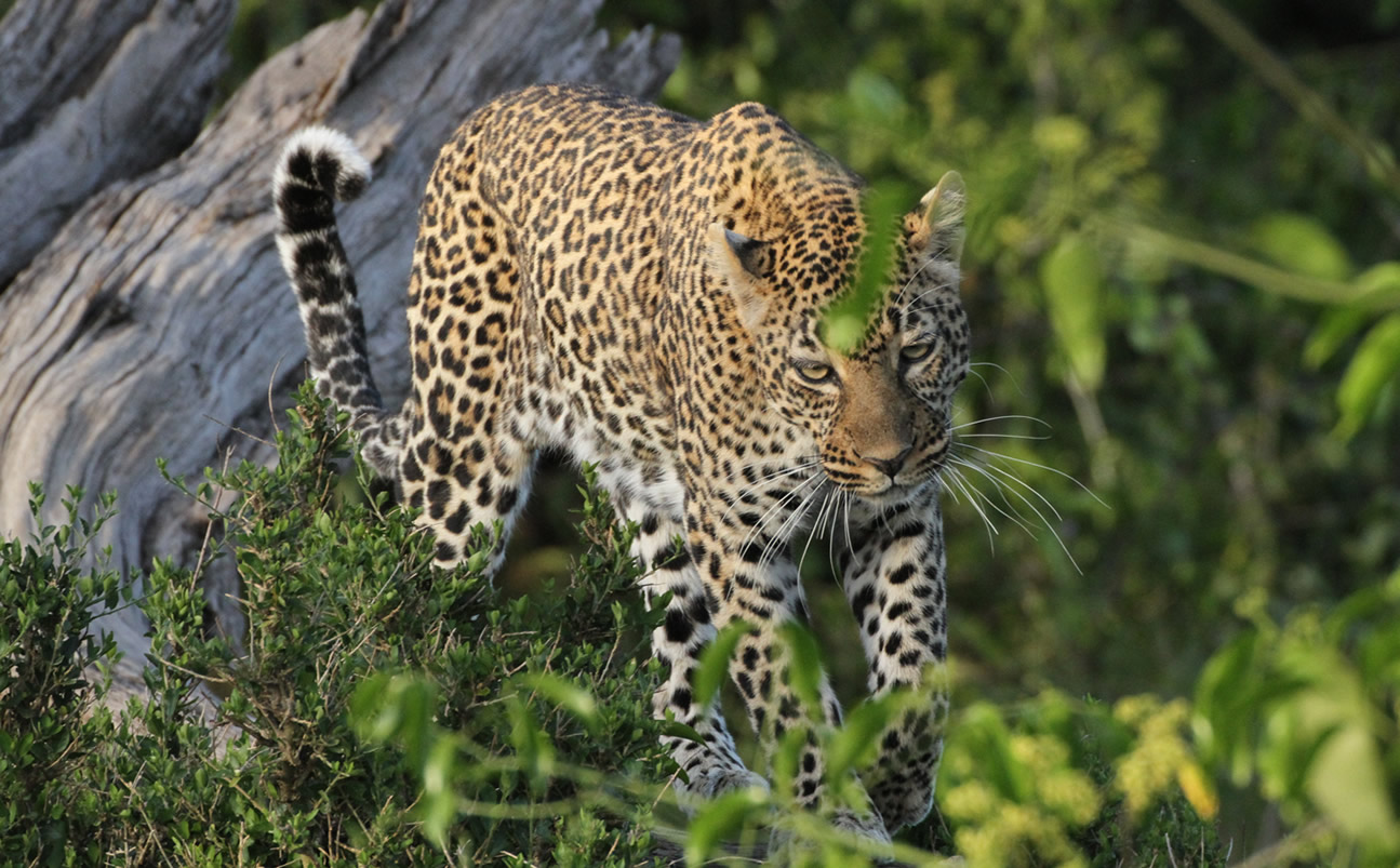 6 Day | Safari Chui
