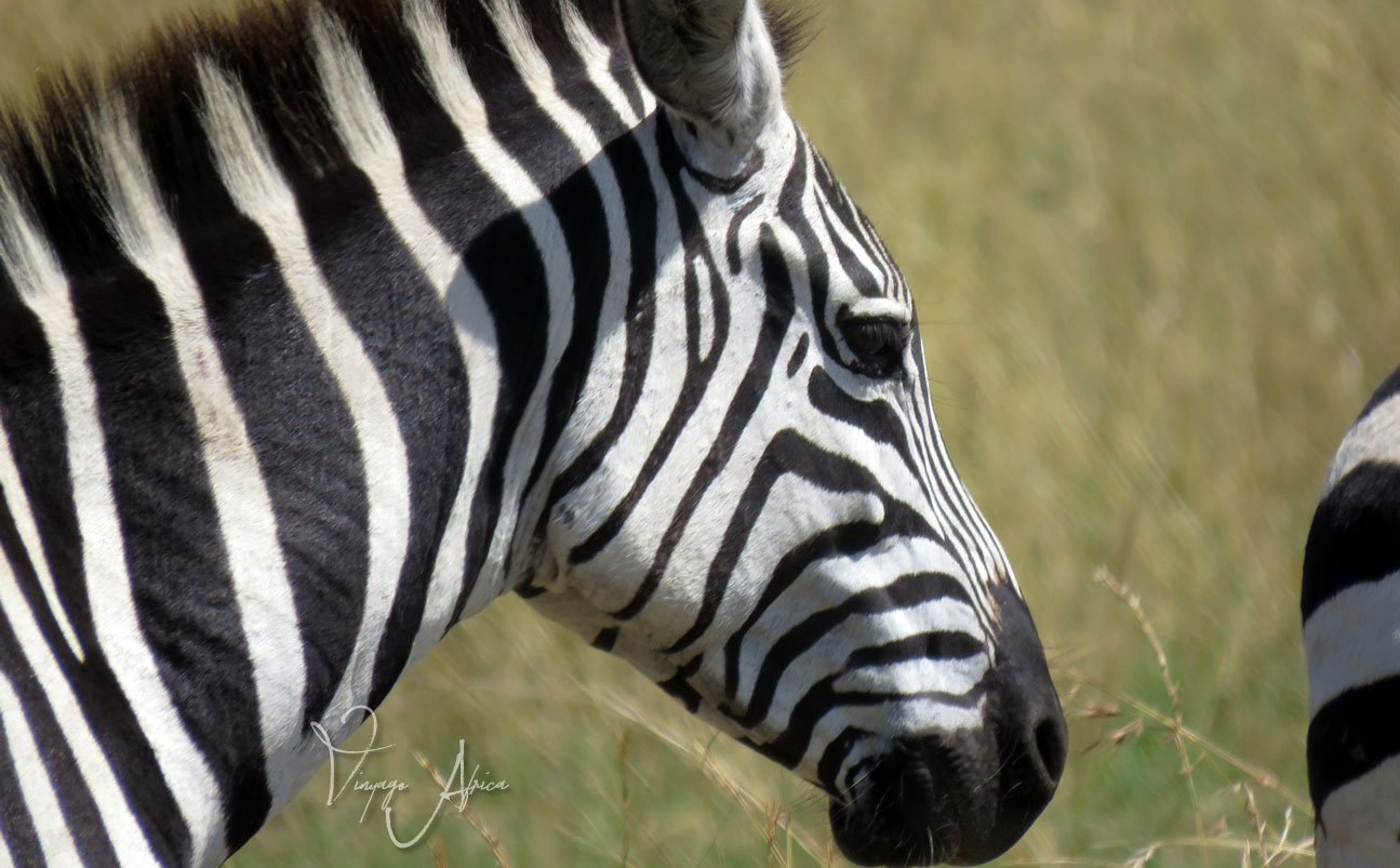 6 Day | Amboseli Mara Safari