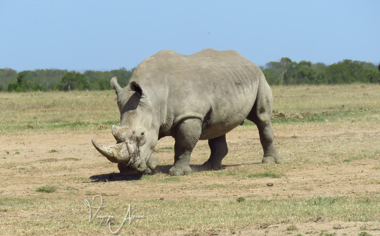 Maasai Mara Nakuru Safari