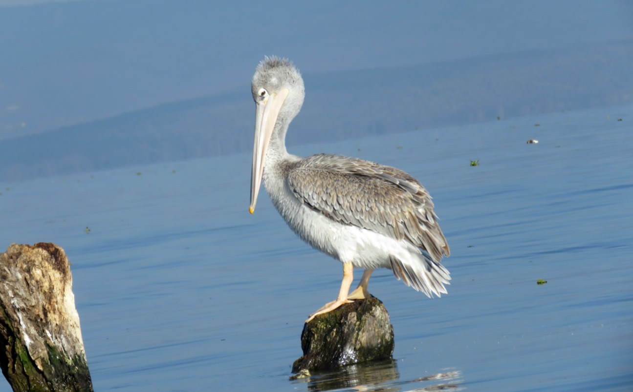 Flamingo Expedition