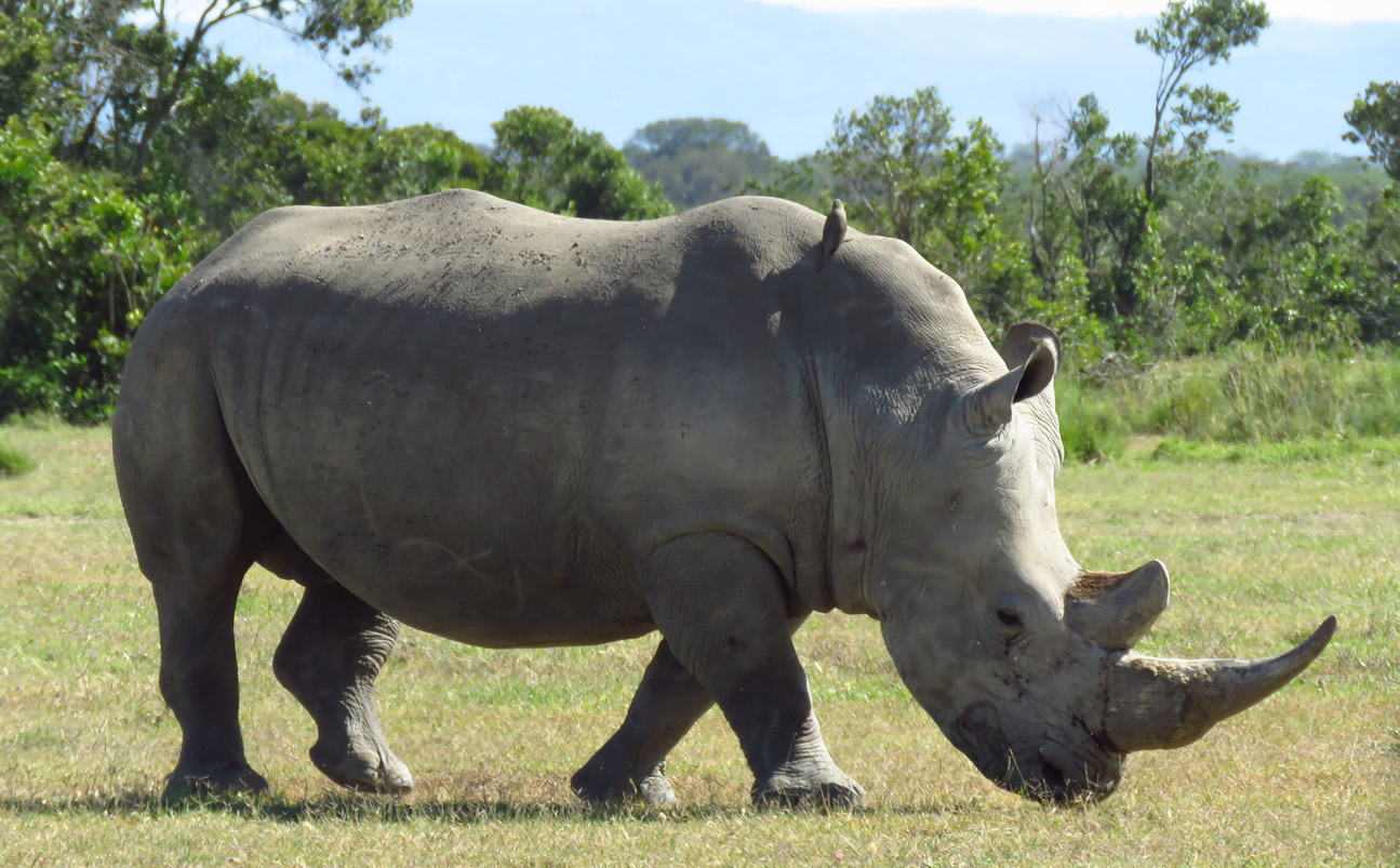 2 Day | Ol Pejeta Equator Derby