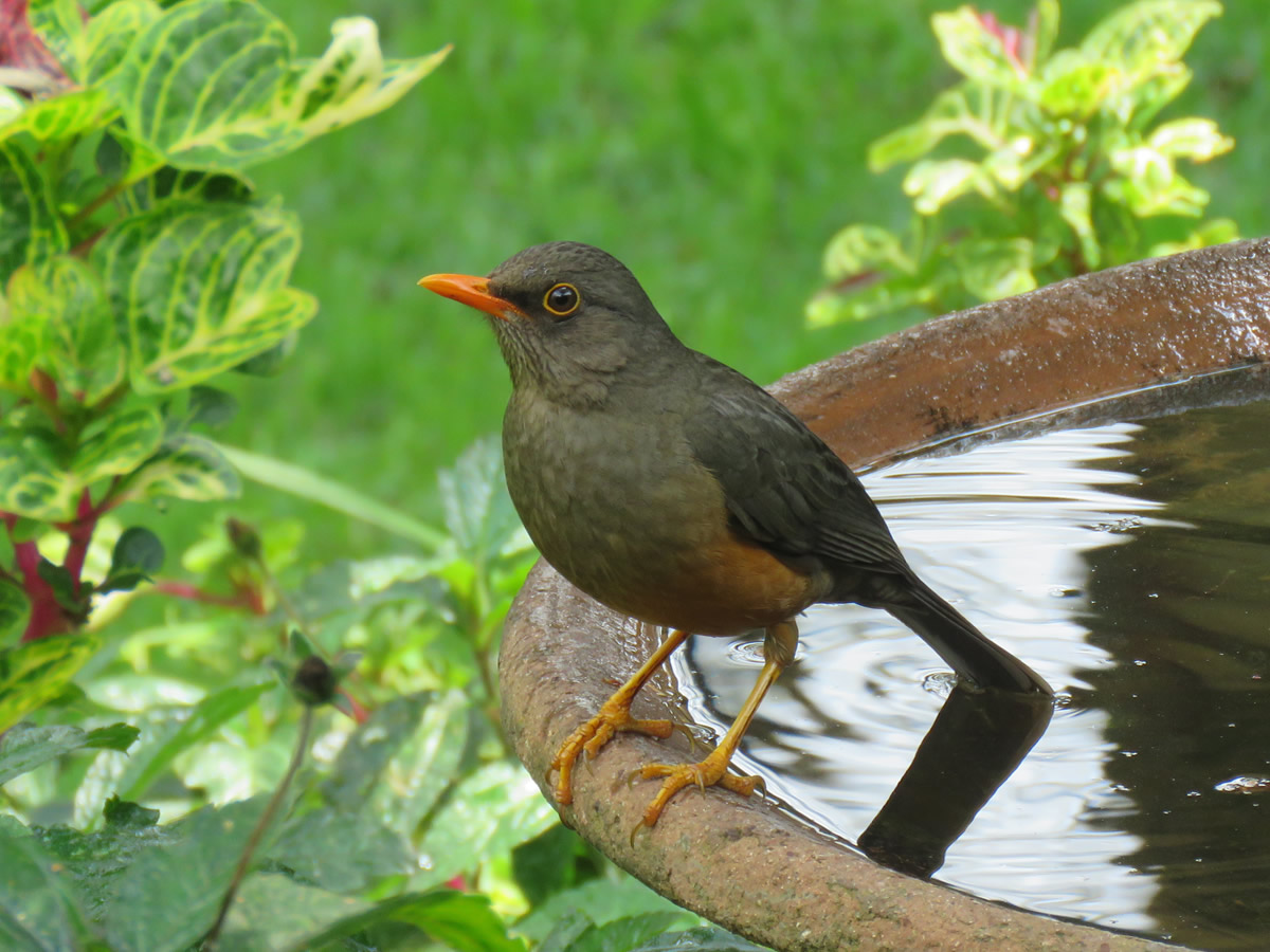 Abyssinian Thrush