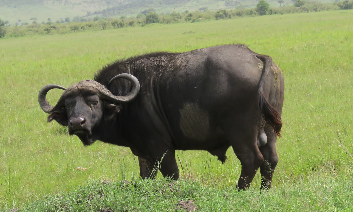 African Buffalo