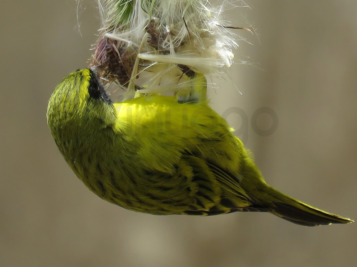African Citril