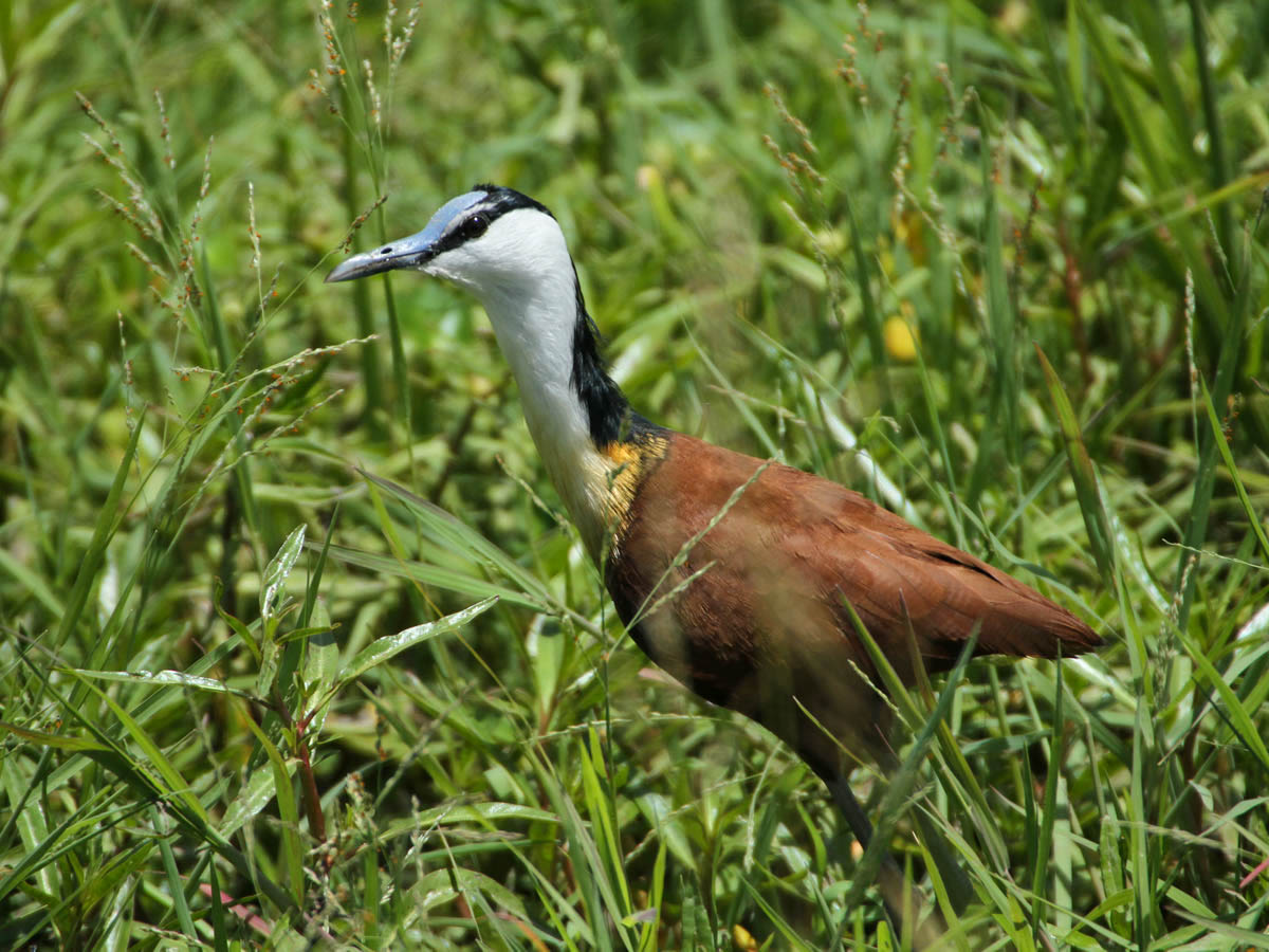 African Jacana