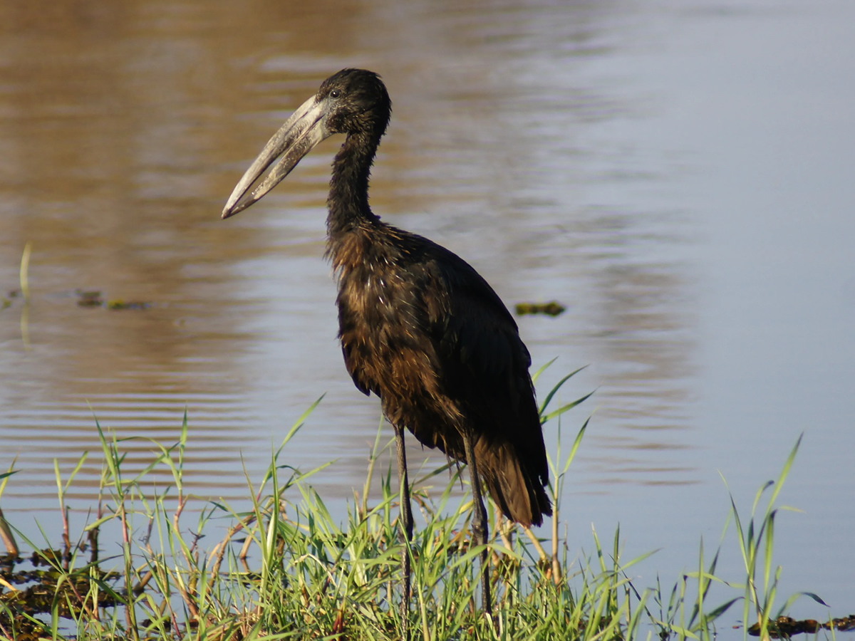 African Open-bill