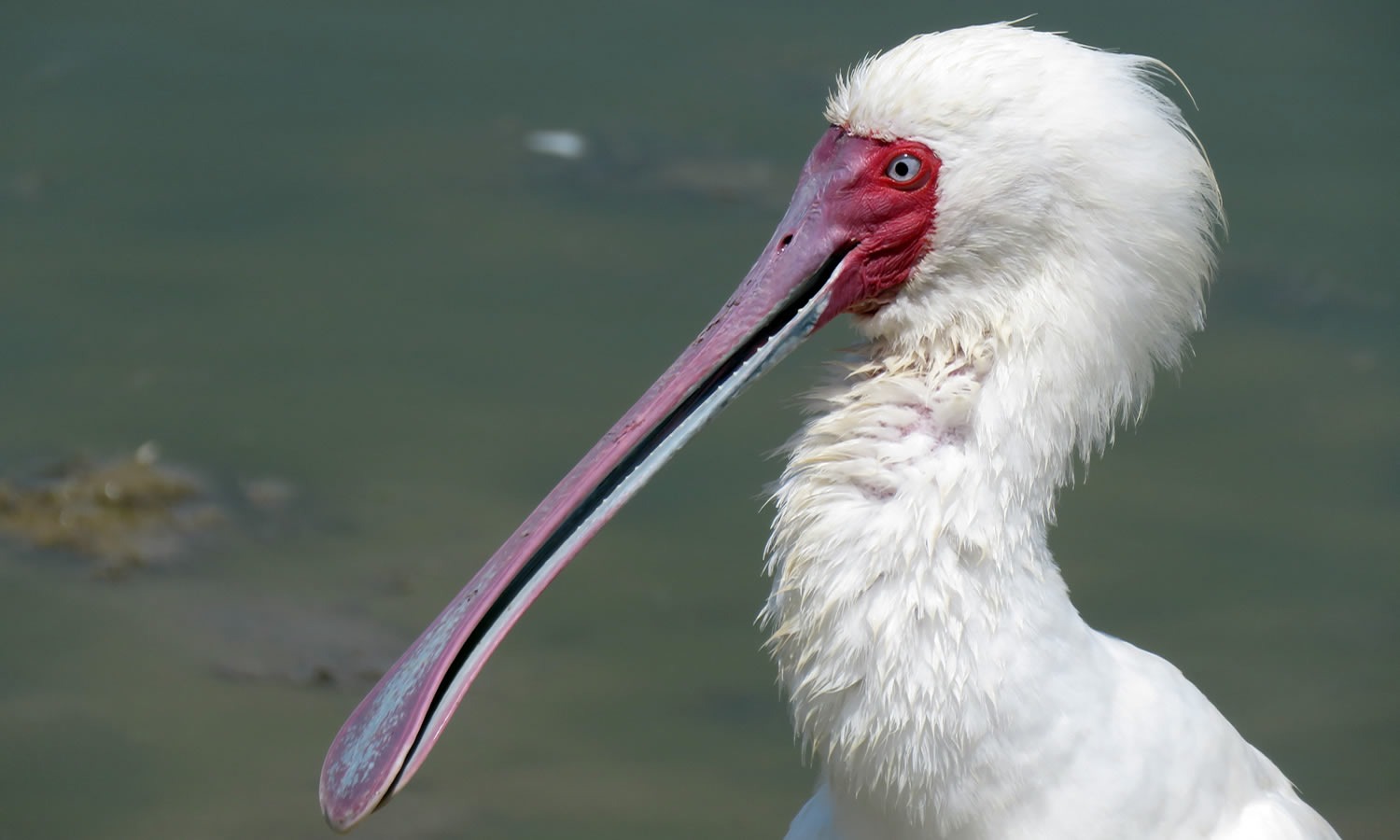 African Spoonbill