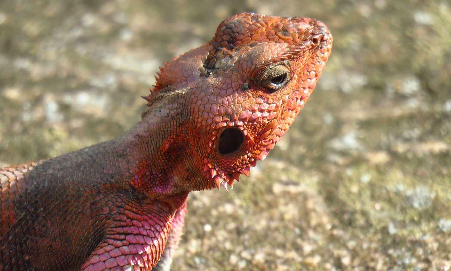 Agama Lizard
