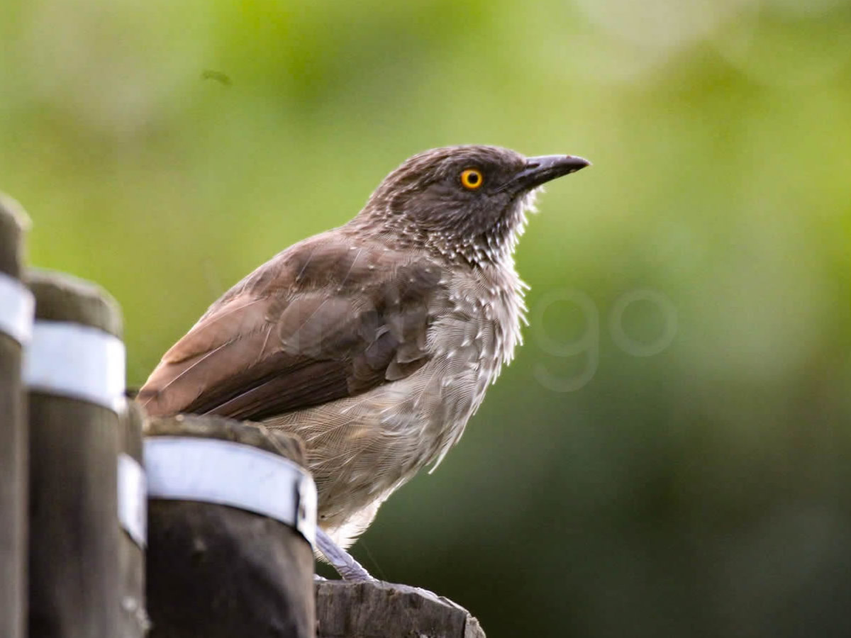 Arrow Marked Babbler