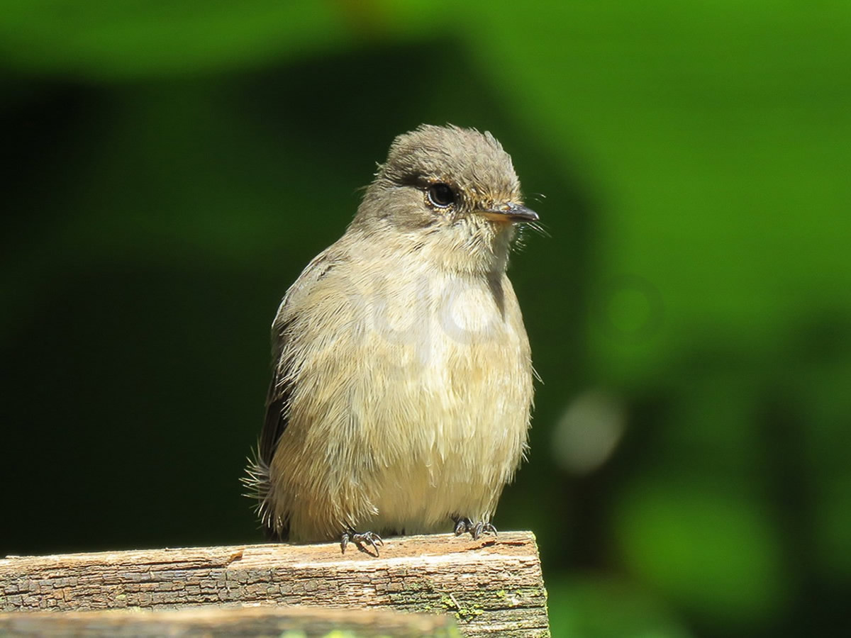 Dusky Flycatcher