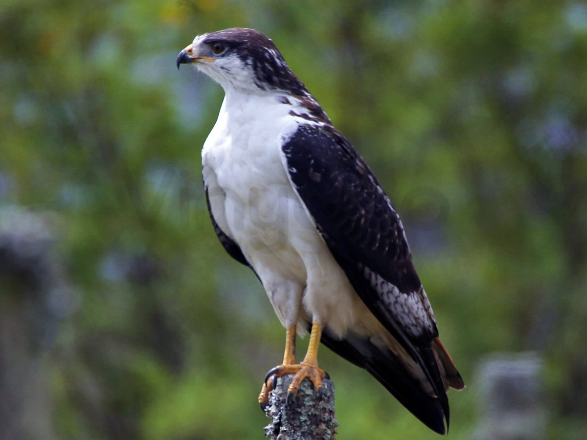 Augur Buzzard