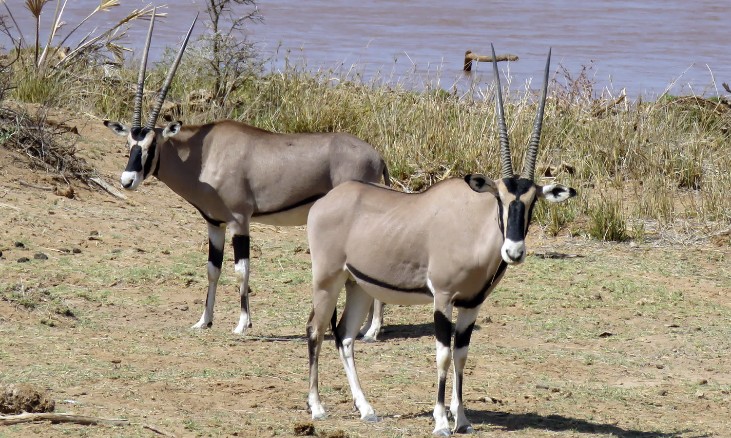 Beisa Oryx