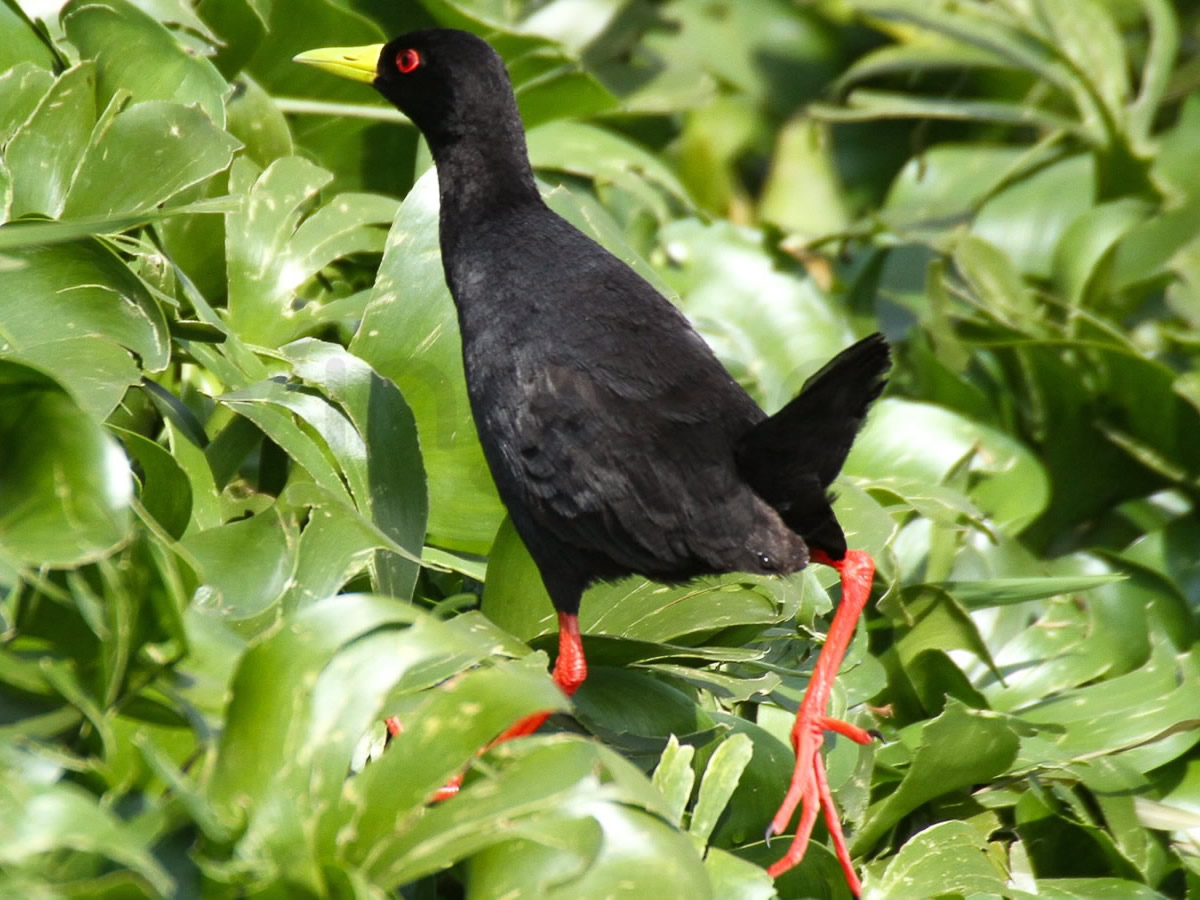 Black Crake
