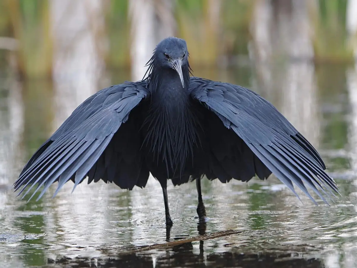 Black Heron