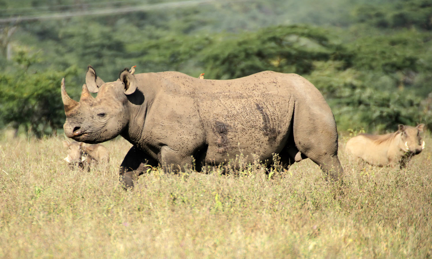 Black Rhinoceros
