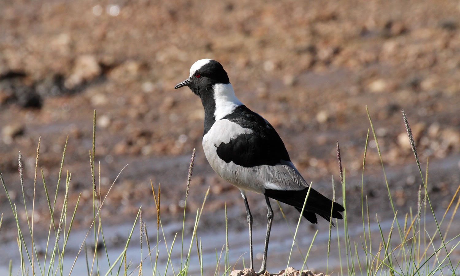 Blacksmith Lapwing