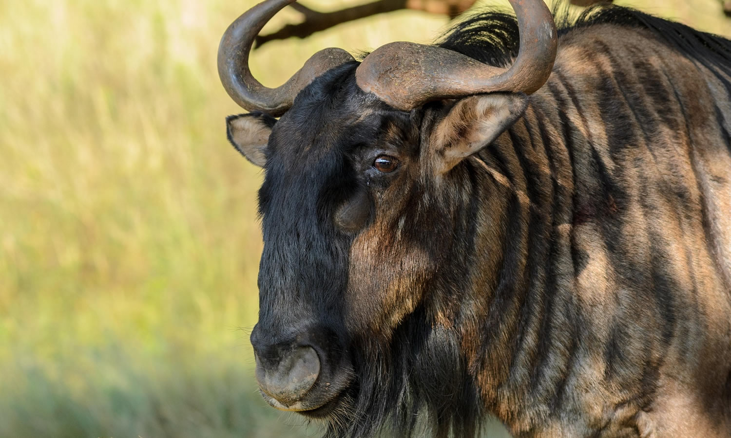 Blue Wildebeest