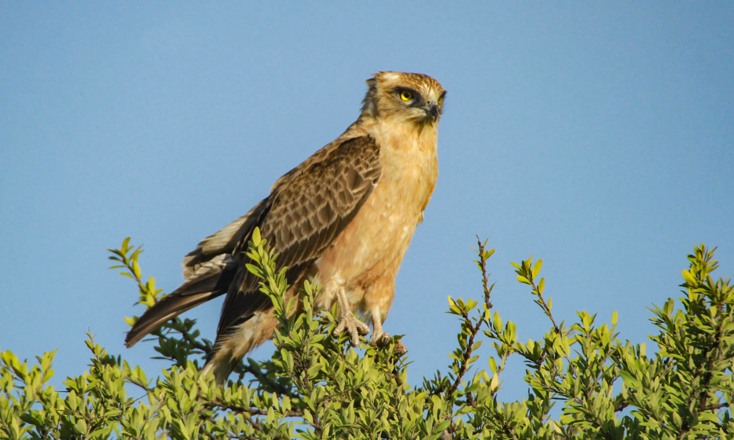 Brown Snake Eagle