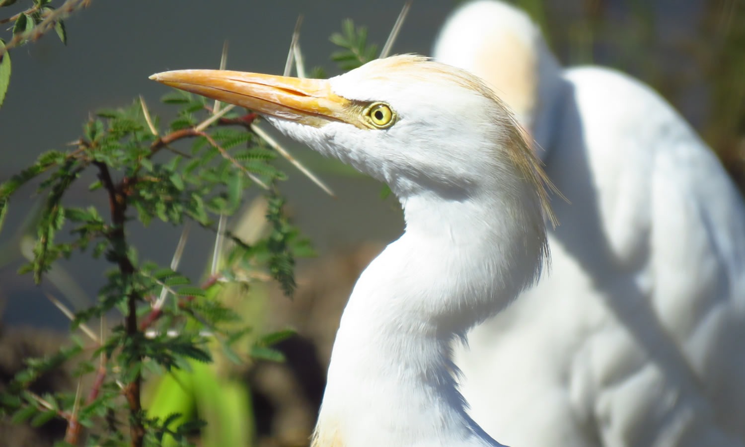 Cattle Egret
