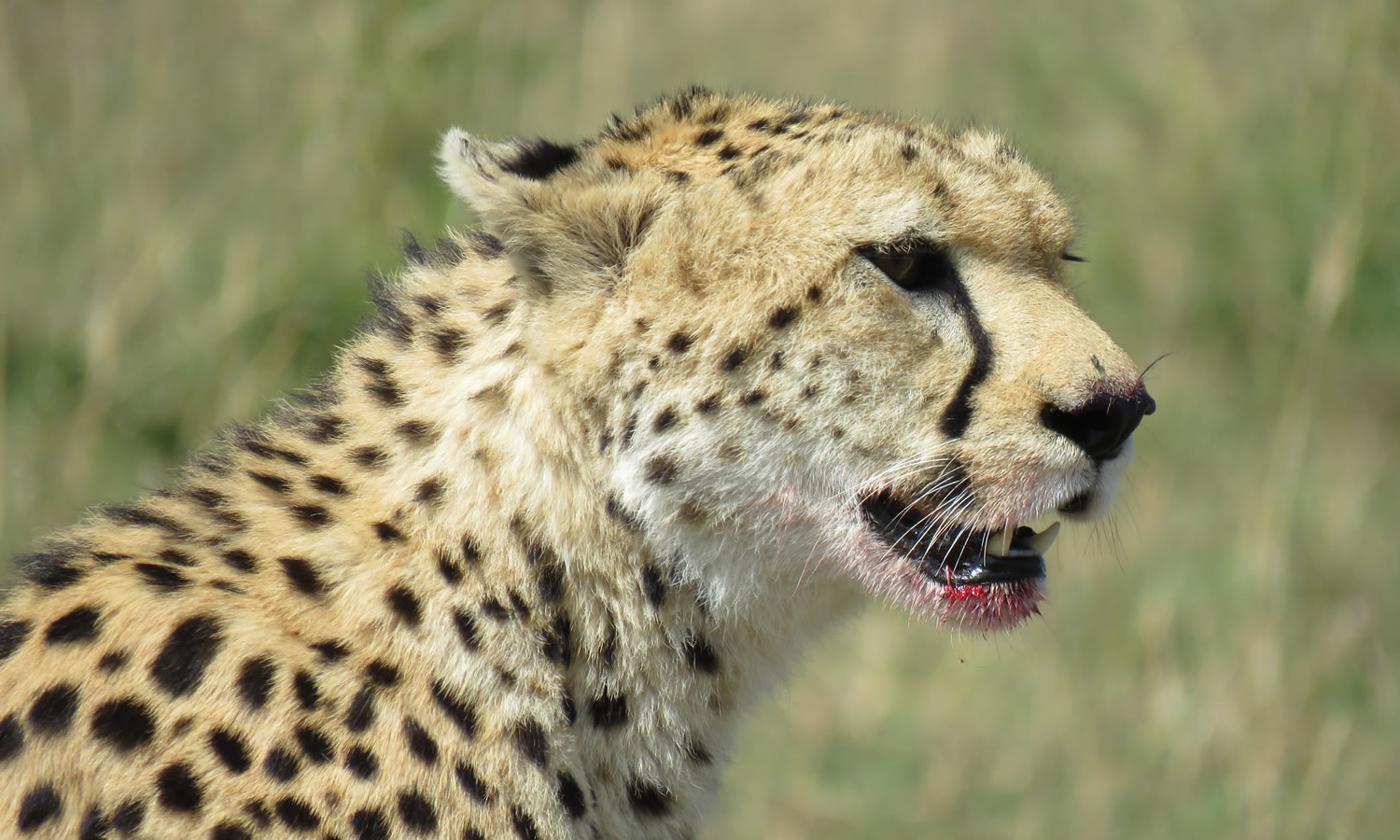 Cheetah