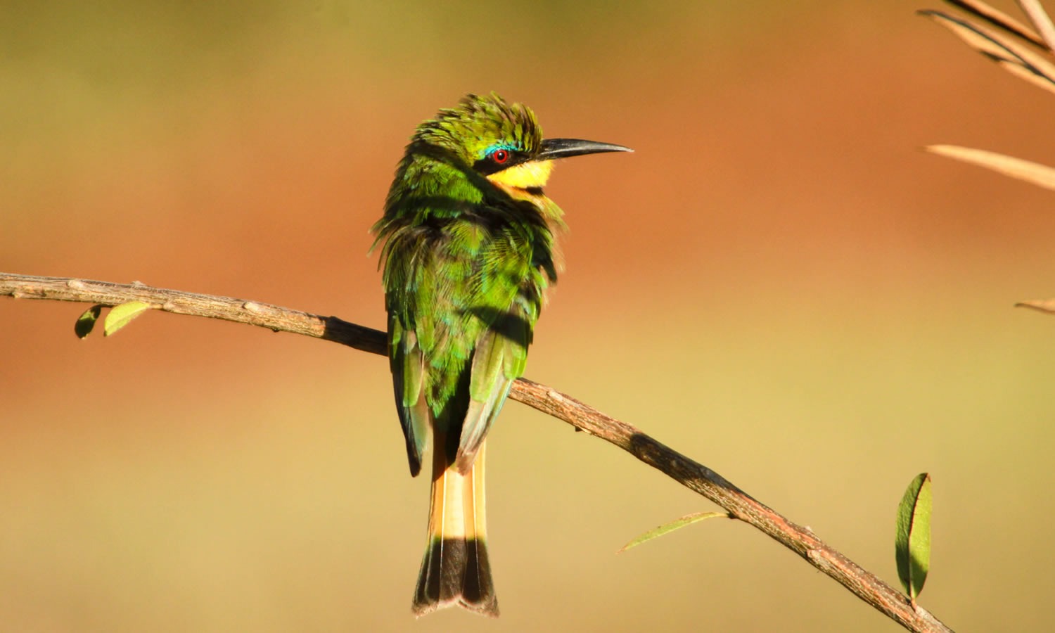Cinnamon Chested Bee Eater