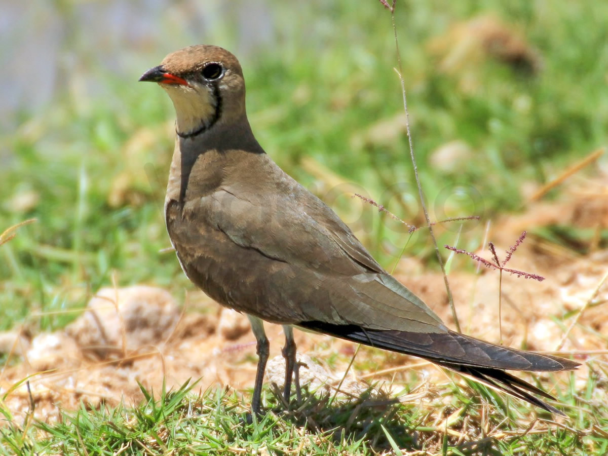 Collared Pranticole