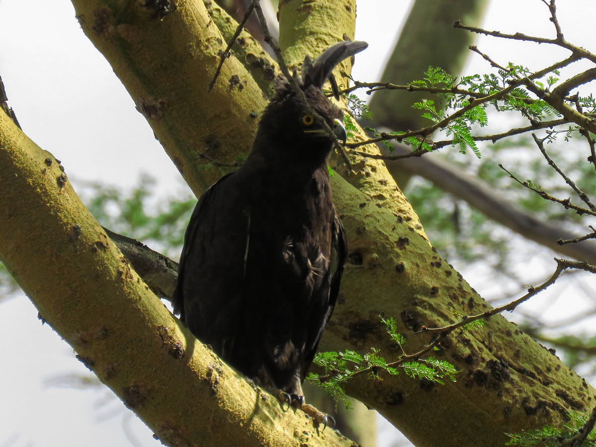 Crested Eagle