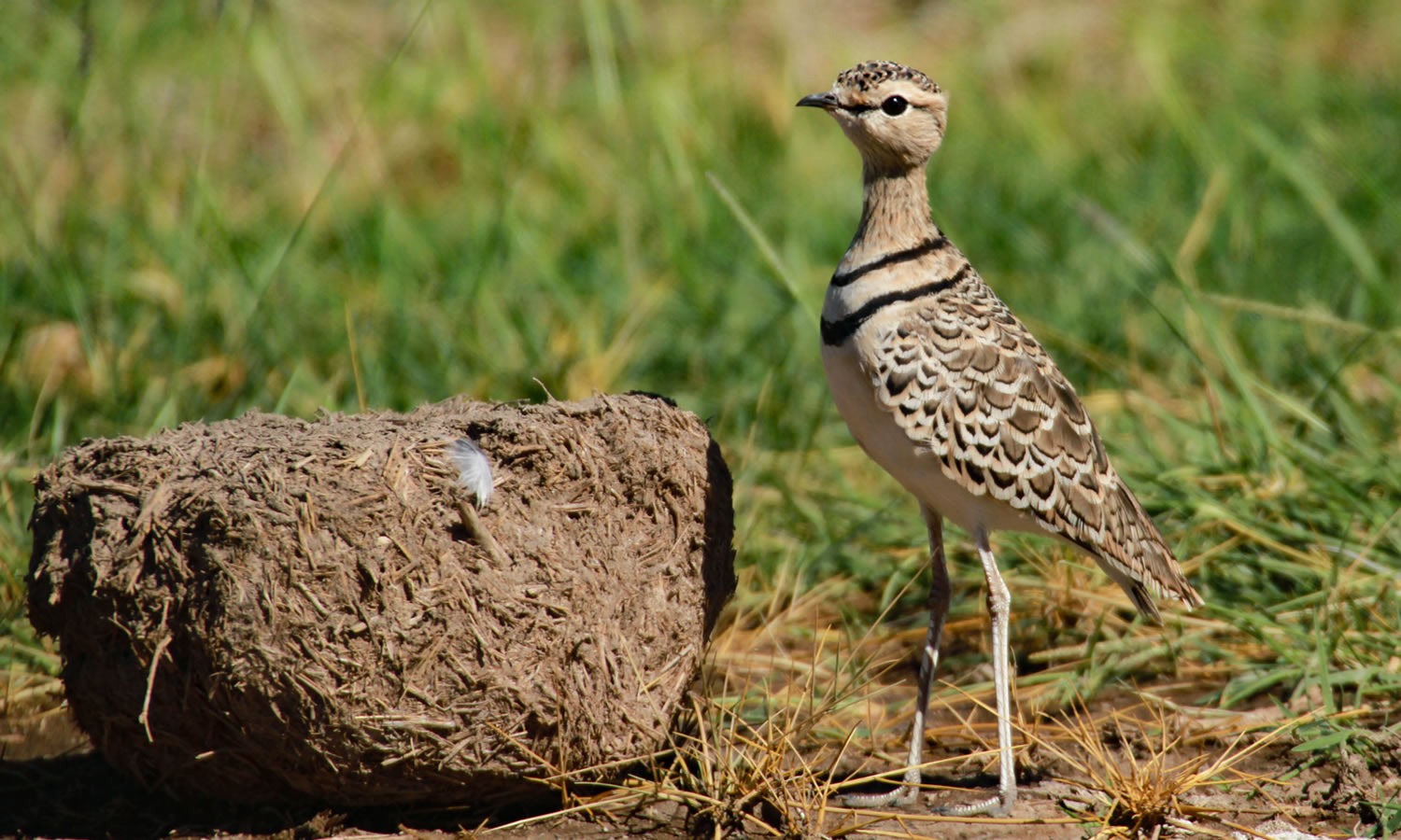 Double Banded Couser