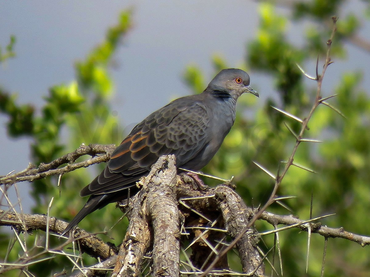 Dusky Turtle Dove