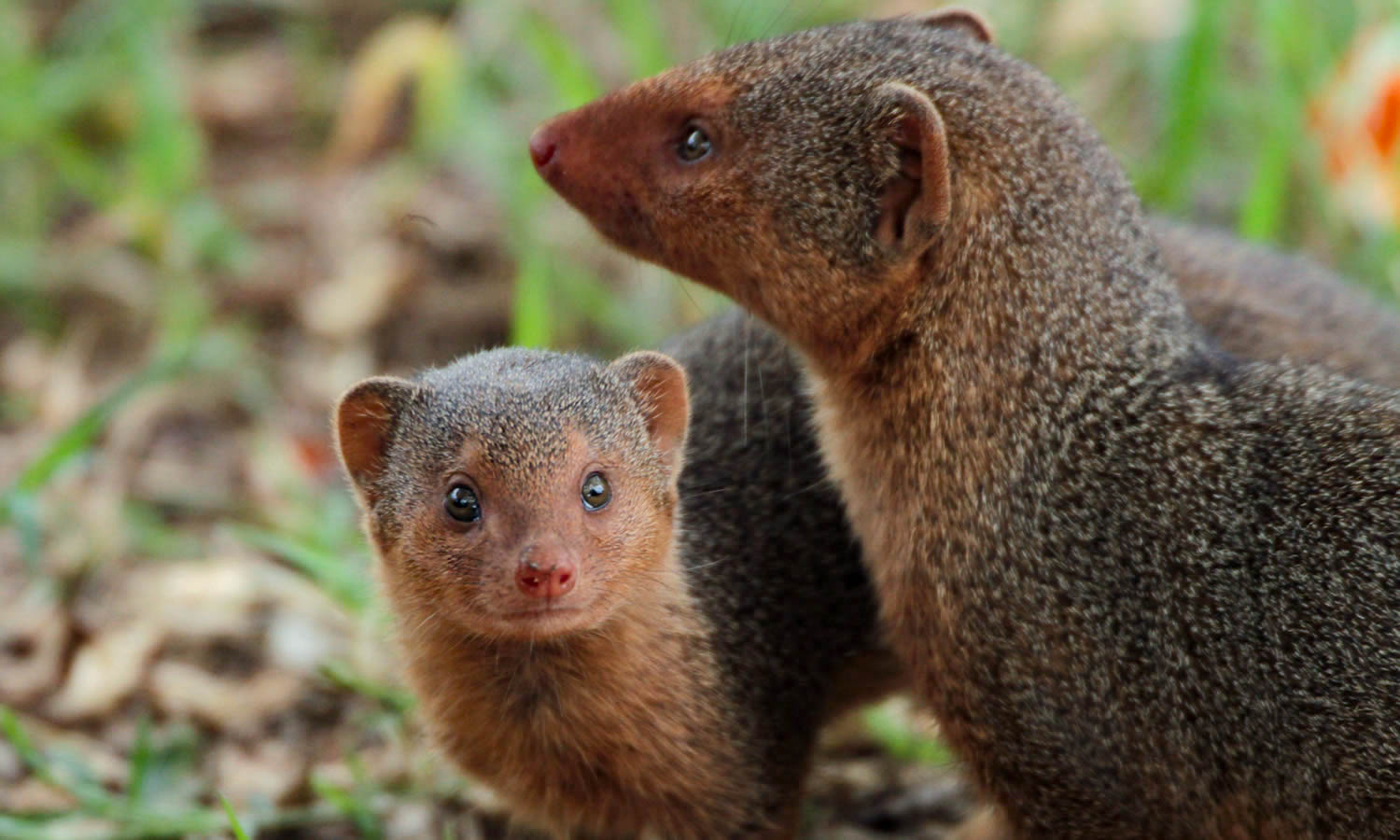 Dwarf Mongoose