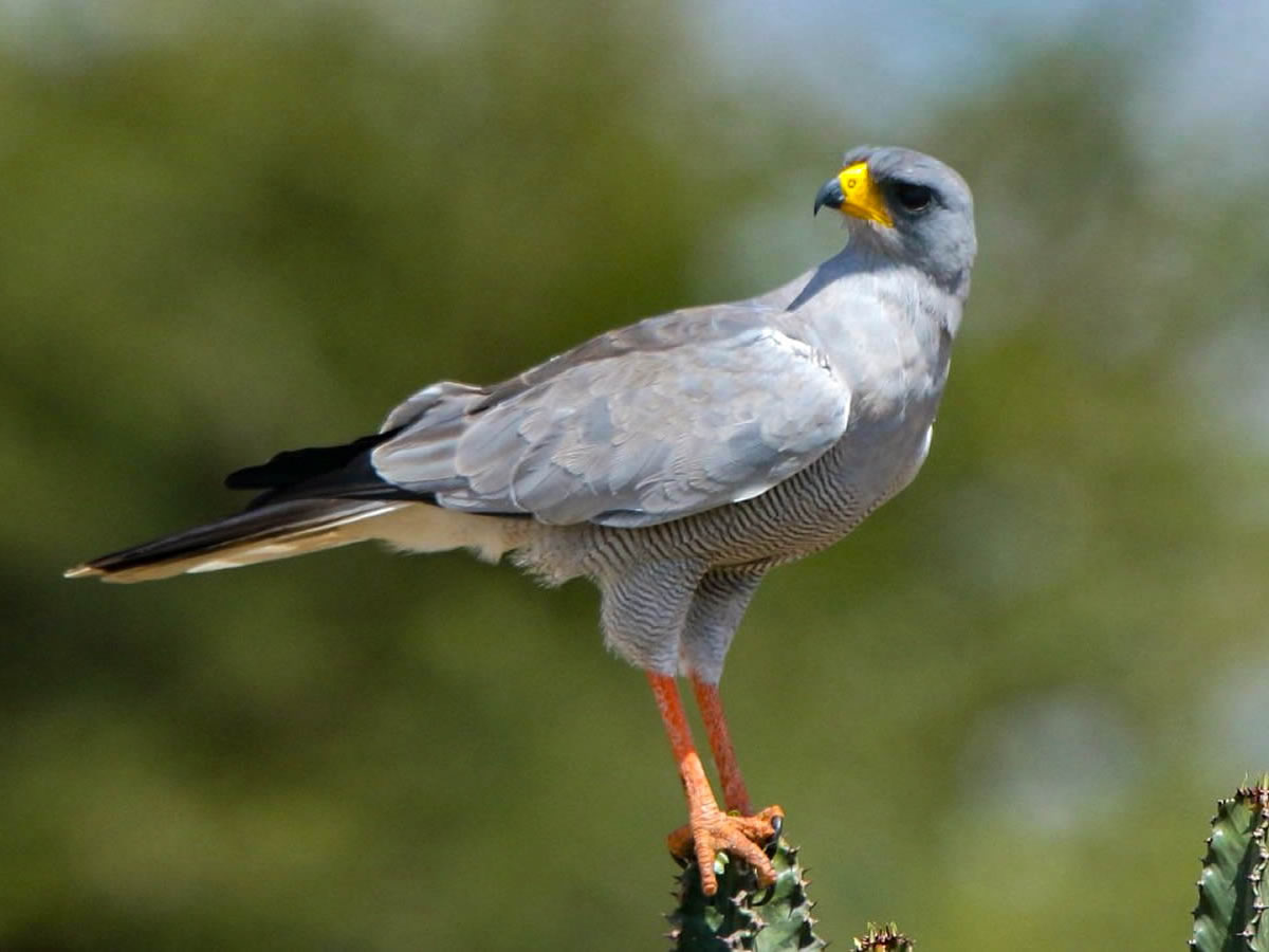 Eastern Chanting Goshawk