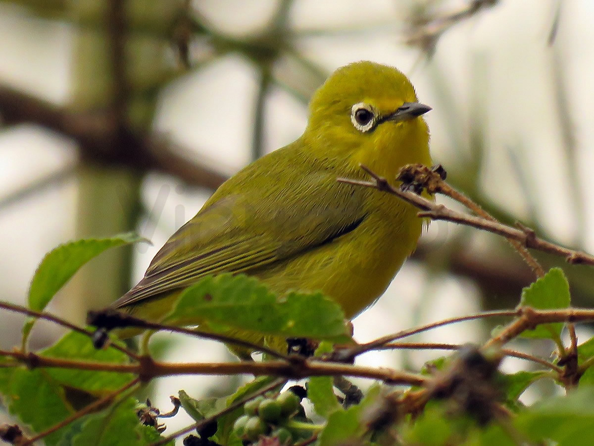 Kikuyu White-eye