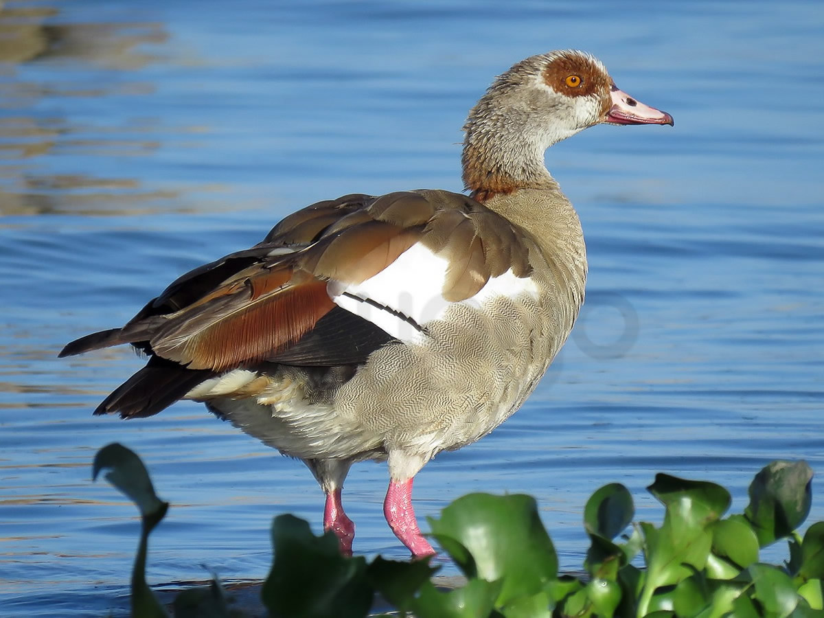Egyptian Goose