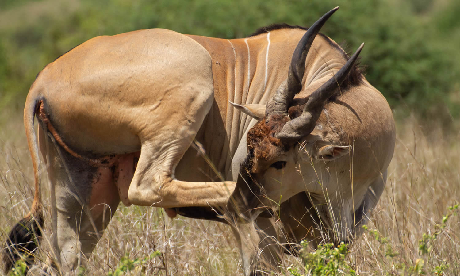 Common Eland